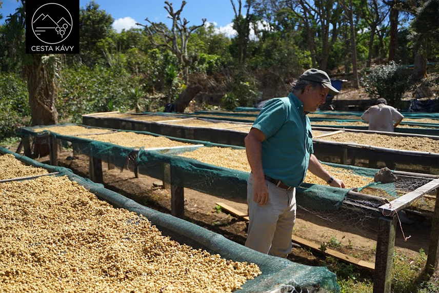 Sušení třešní na afrických postelích na farmě La Providencia v El Salvadoru